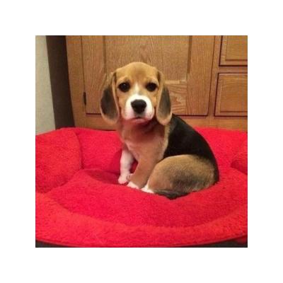 Preciosa camada, cachorros Beagle para adopcion.