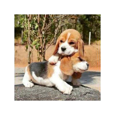 camadas de Beagles para adopcion