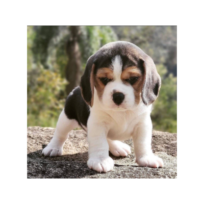 Pequeños cachorros Beagle de pura raza