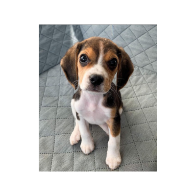 Lindos Beagle cachorros para adopcion.