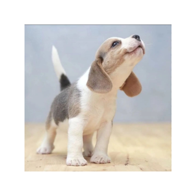 Impresionantes cachorros beagle listos