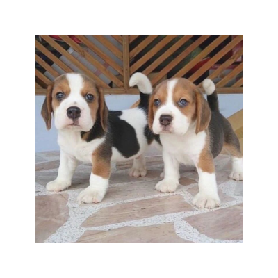 Super lindos cachorros de beagle macho y hembra
