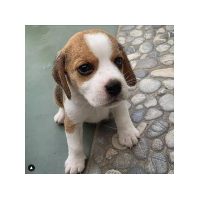 Preciosos beagle cacahorros para adopcion