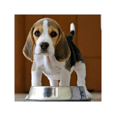 Cachorros beagle disponibles