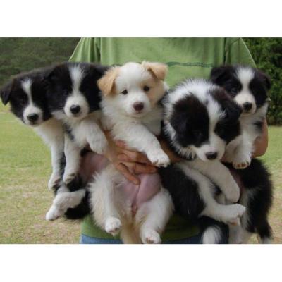 Cachorros de Border collie en adopcion