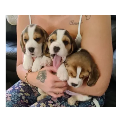 Dulces cachorros beagle