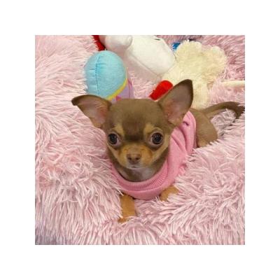 preciosos cachorritos de chihuahuas