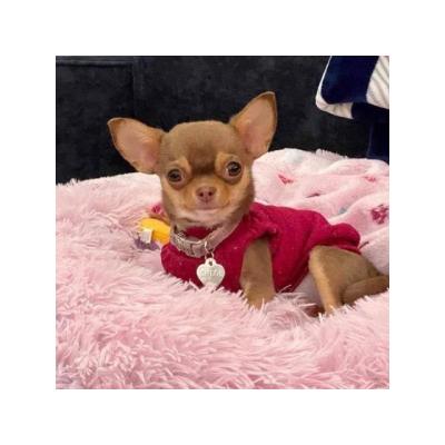 preciosos cachorritos de chihuahuas