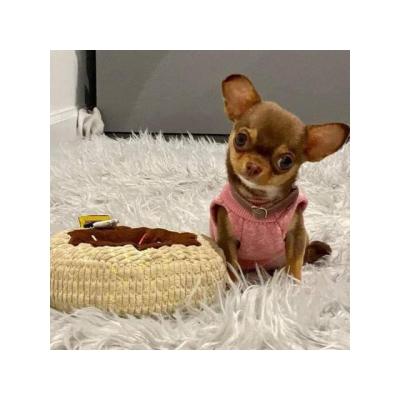 preciosos cachorritos de chihuahuas