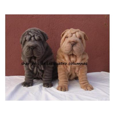 shar peis americanos