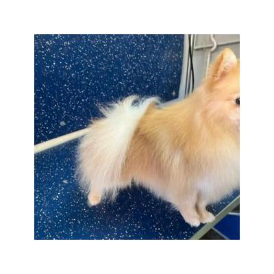 Cachorros pomeranias