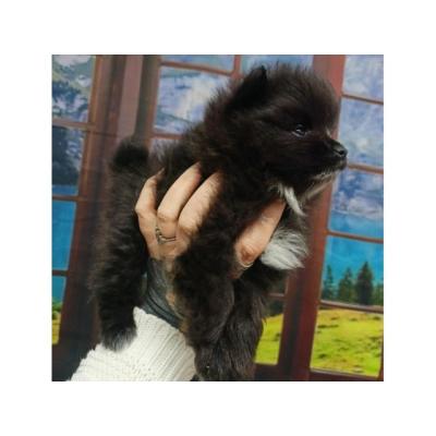 Cachorros pomeranias