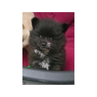 Cachorros pomeranias