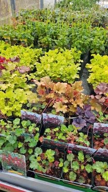 Jardinero oficial con experiencia