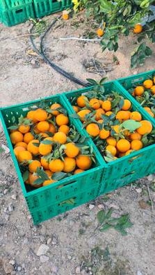 Se necesita gente para cortar cítrica