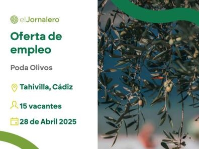 Poda de Olivos - Tahivilla (Cadiz)