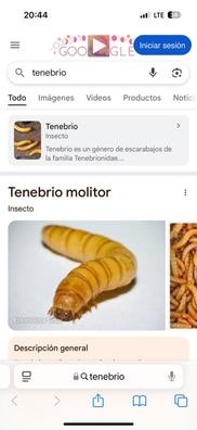 trabajador granja de insectos