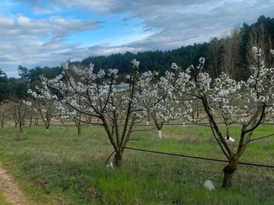 Recogida fruta: cerezas,manzanas,peras