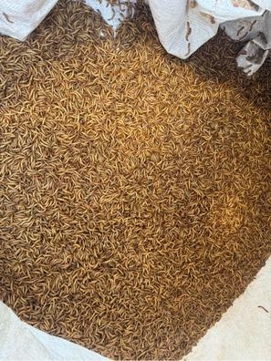 trabajador granja de insectos