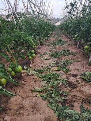 peon agricola