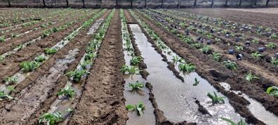 peon agricola