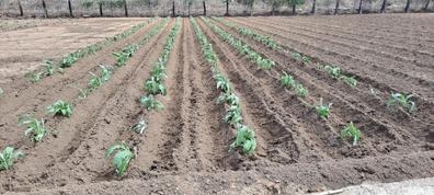 peon agricola