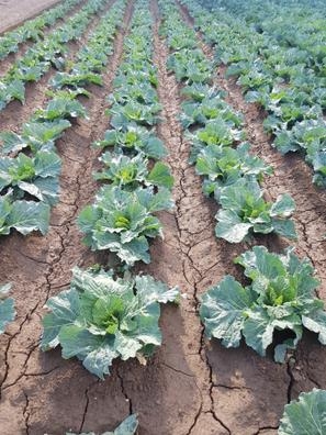 peon agricola