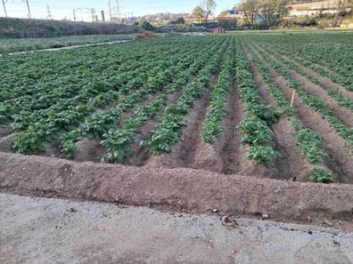peon agricola