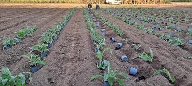 peon agricola