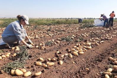 RECOGEDOR/A DE PATATAS EN PUEBLA DEL RIO