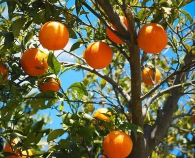busco cuadrillas para la naranja