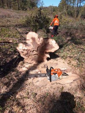 en el sector forestal
