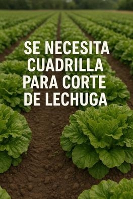 SE BUSCA CUADRILLA PARA CORTE DE LECHUGA