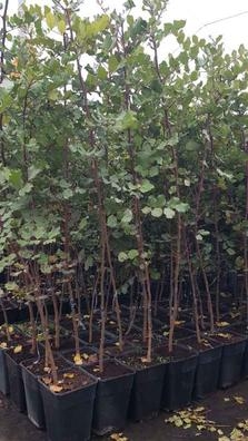 Venta de arboles