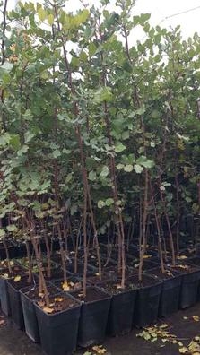 Venta de arboles