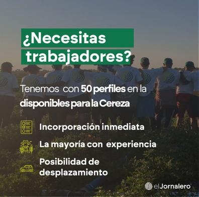 ¿Necesitas trabajadores para la Cereza?