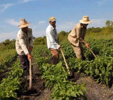 PERSONAL PARA TRABAJAR EN CAMPO