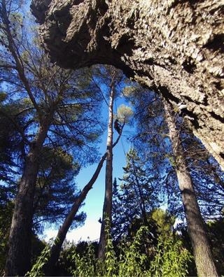 PODA,CUIDADO,MANTENIMIENTO DEL ARBOLADO