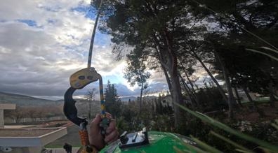 PODA,CUIDADO,MANTENIMIENTO DEL ARBOLADO