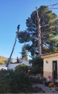 PODA,CUIDADO,MANTENIMIENTO DEL ARBOLADO