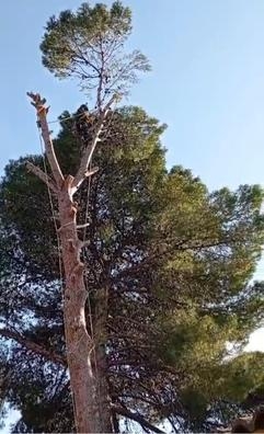 PODA,CUIDADO,MANTENIMIENTO DEL ARBOLADO