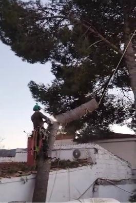 PODA,CUIDADO,MANTENIMIENTO DEL ARBOLADO