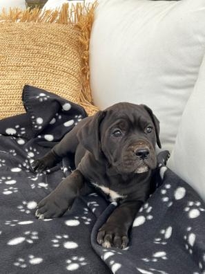 Cuidador de perros