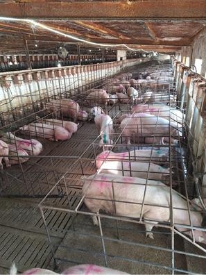 Operario granja porcina madres Valencia