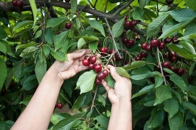 MUJERES PARA LA RECOLECICON DE CERREZAS