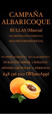 Recogida Albaricoque