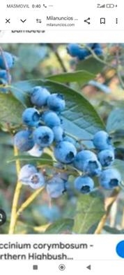 Recogida de arándanos ?