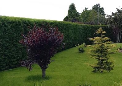 NECESITO JARDINERO PARA PODAR LEILANDI