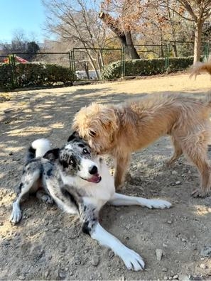 Se busca paseador@ de perros en Madrid