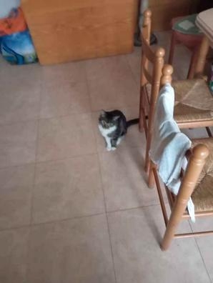Ayuda limpieza hogar